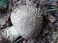 Tüskés galóca (Amanita echinocephala), Budai-hegység
